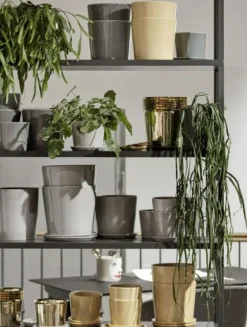Botanical Family
